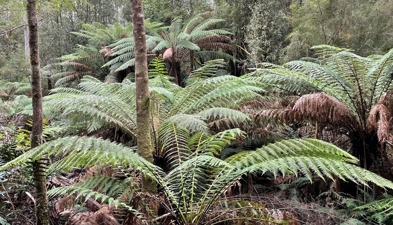 Forest in Tasmania